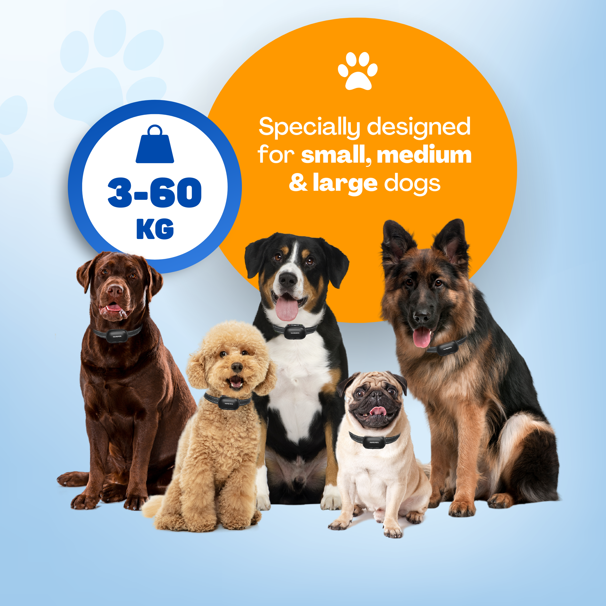 Five dogs of various breeds and sizes sit against a blue background.