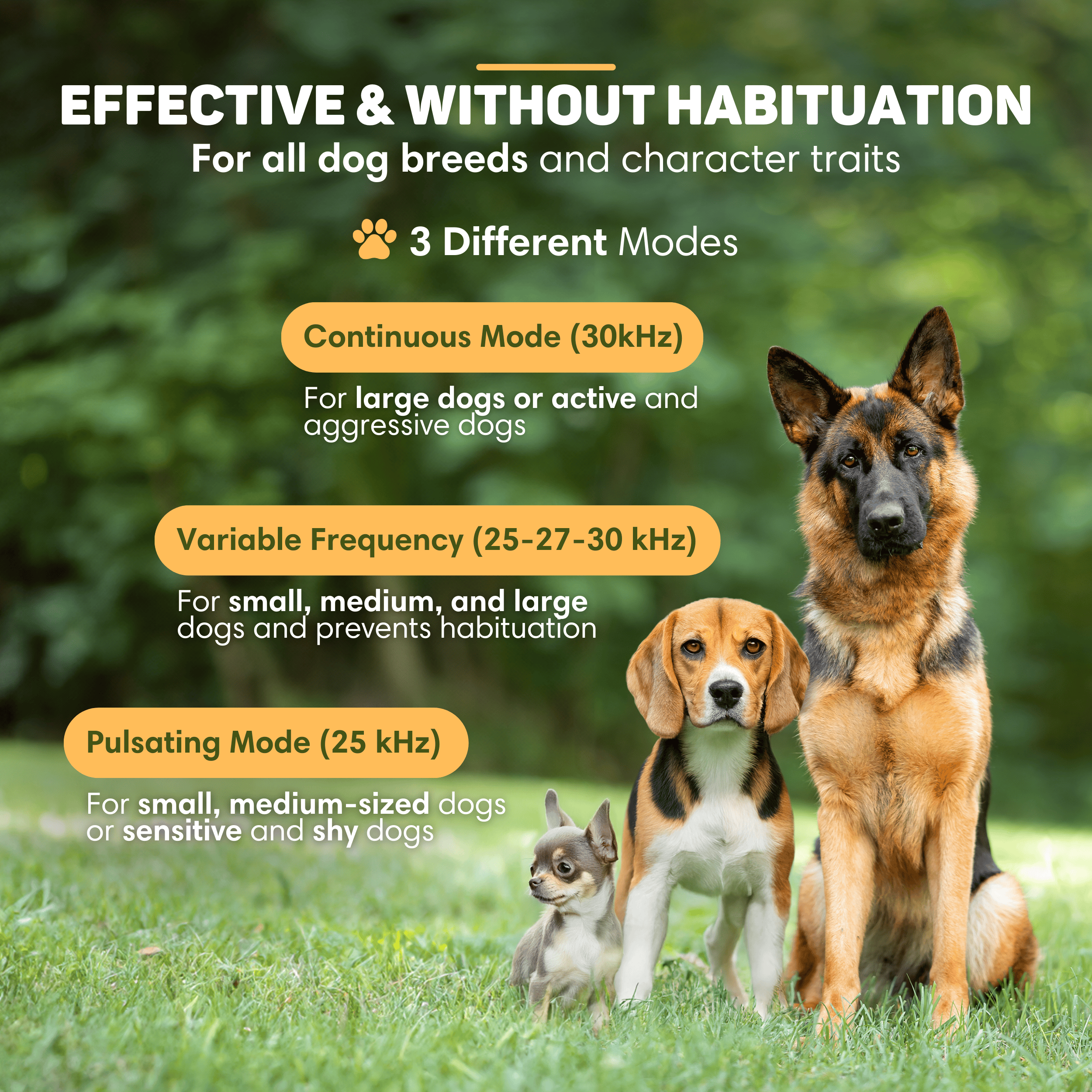 Drei Hunde: ein Schäferhund, ein Beagle und ein Chihuahua, auf grünem Gras.