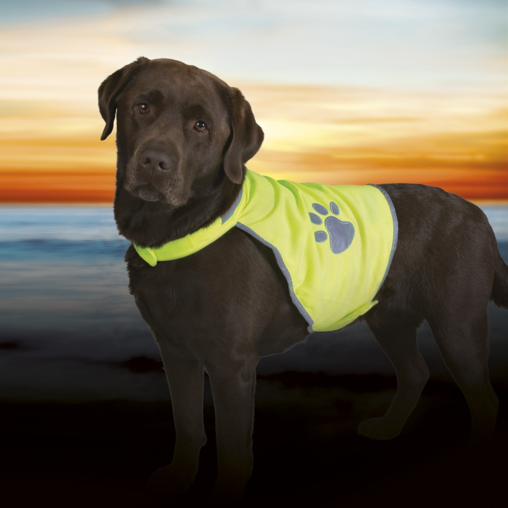 Un Labrador marrón lleva un chaleco amarillo neón con huella de pata sobre el mar al atardecer.