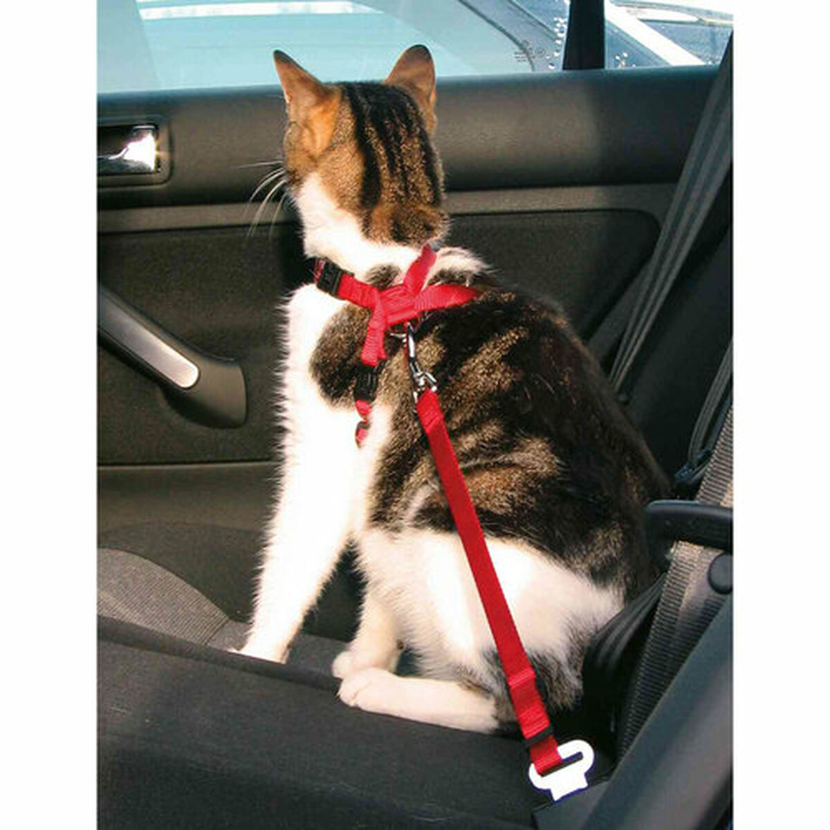 Un gato con arnés rojo se sienta en el asiento trasero de un coche.