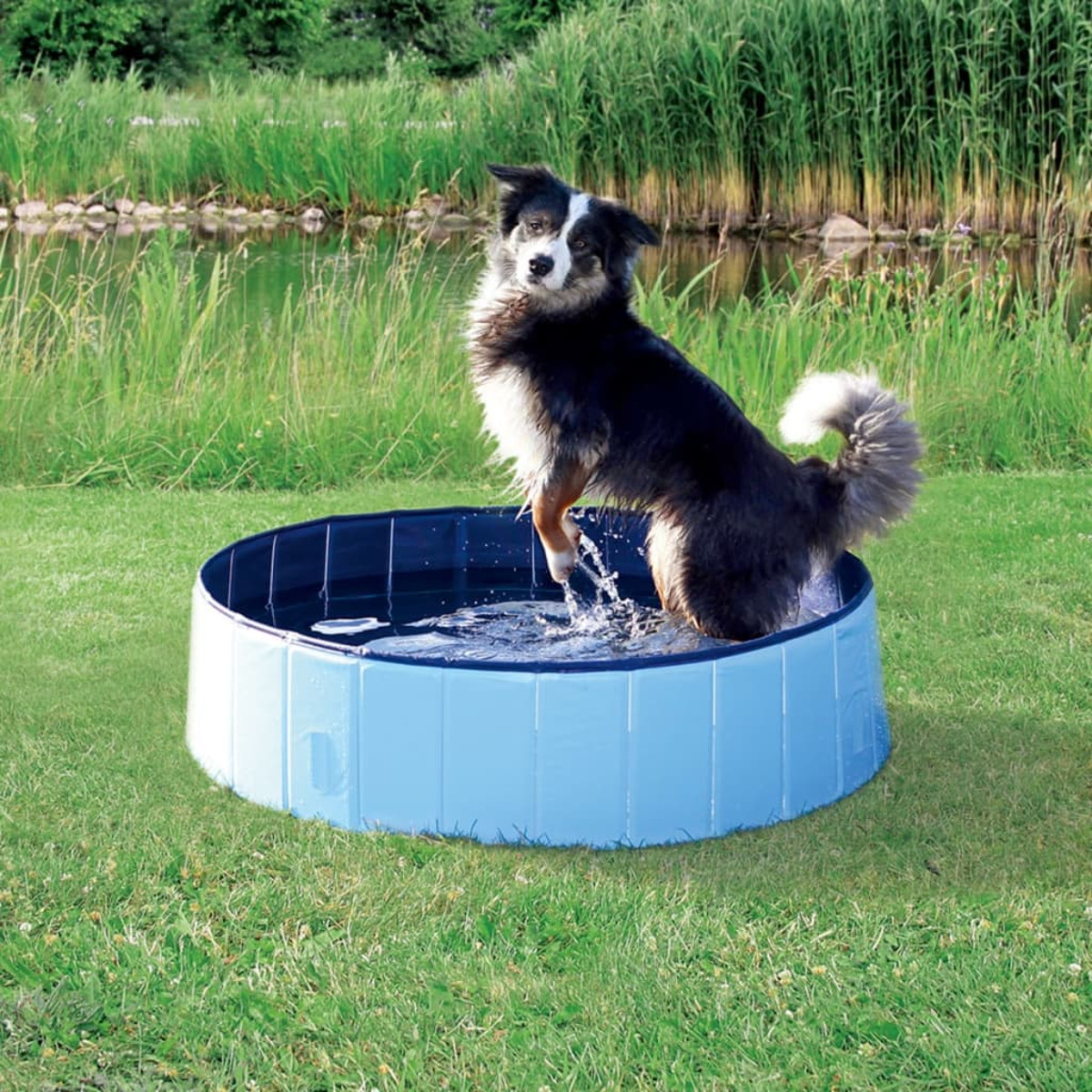 Un cane è in una piscinetta blu sull'erba.