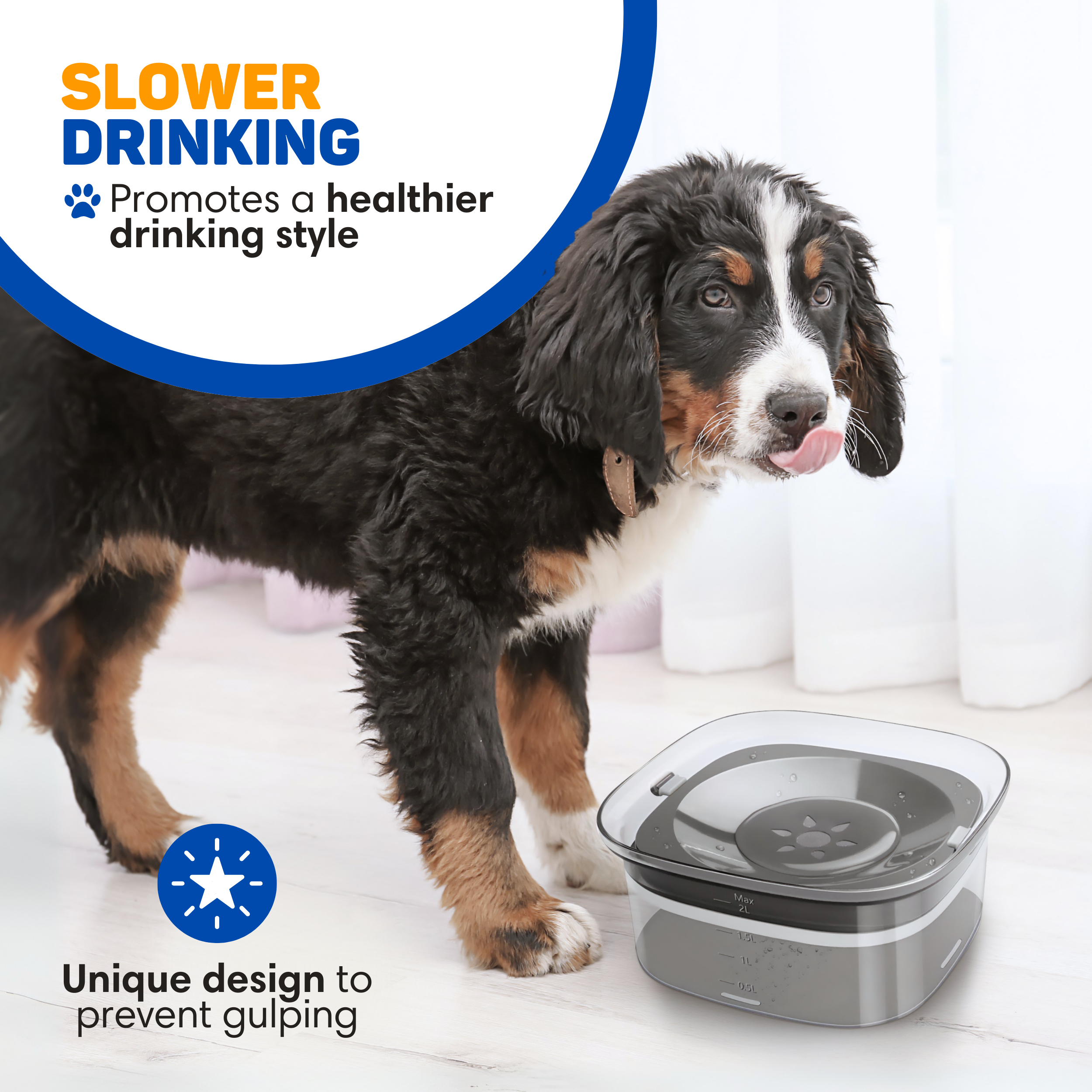 A Bernese Mountain Dog licks its lips next to a pet water bowl.