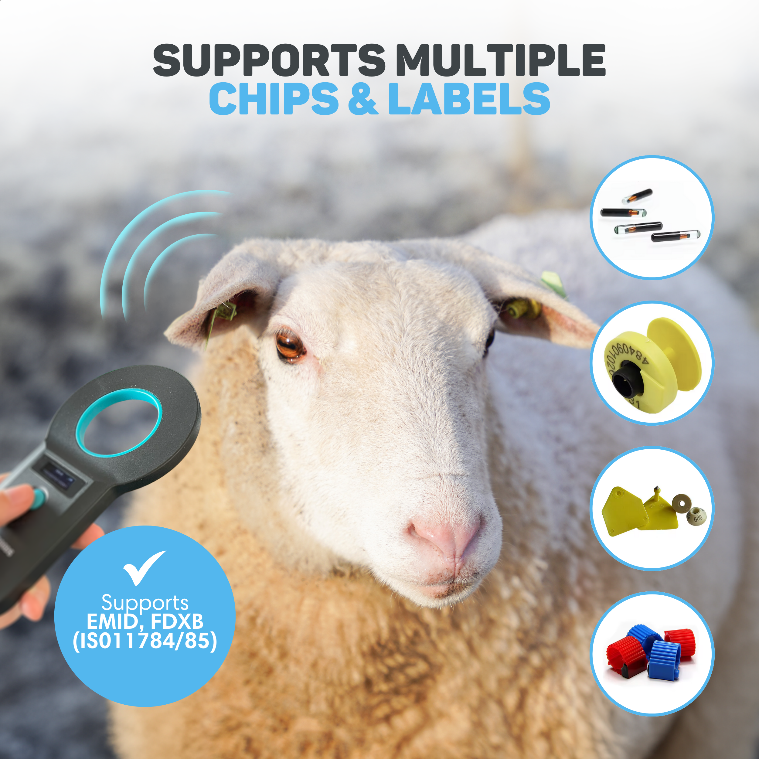 A sheep is scanned by a device emitting blue waves. Chips, ear tags and more are displayed.
