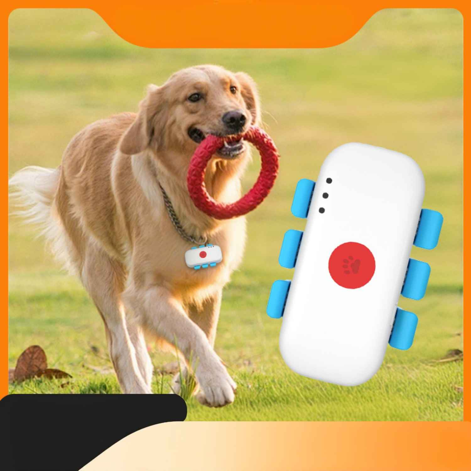 Ein Golden Retriever rennt mit einem roten Spielzeugring im Maul. Ein weißes Gerät mit blauen Rädern ist im Vordergrund.