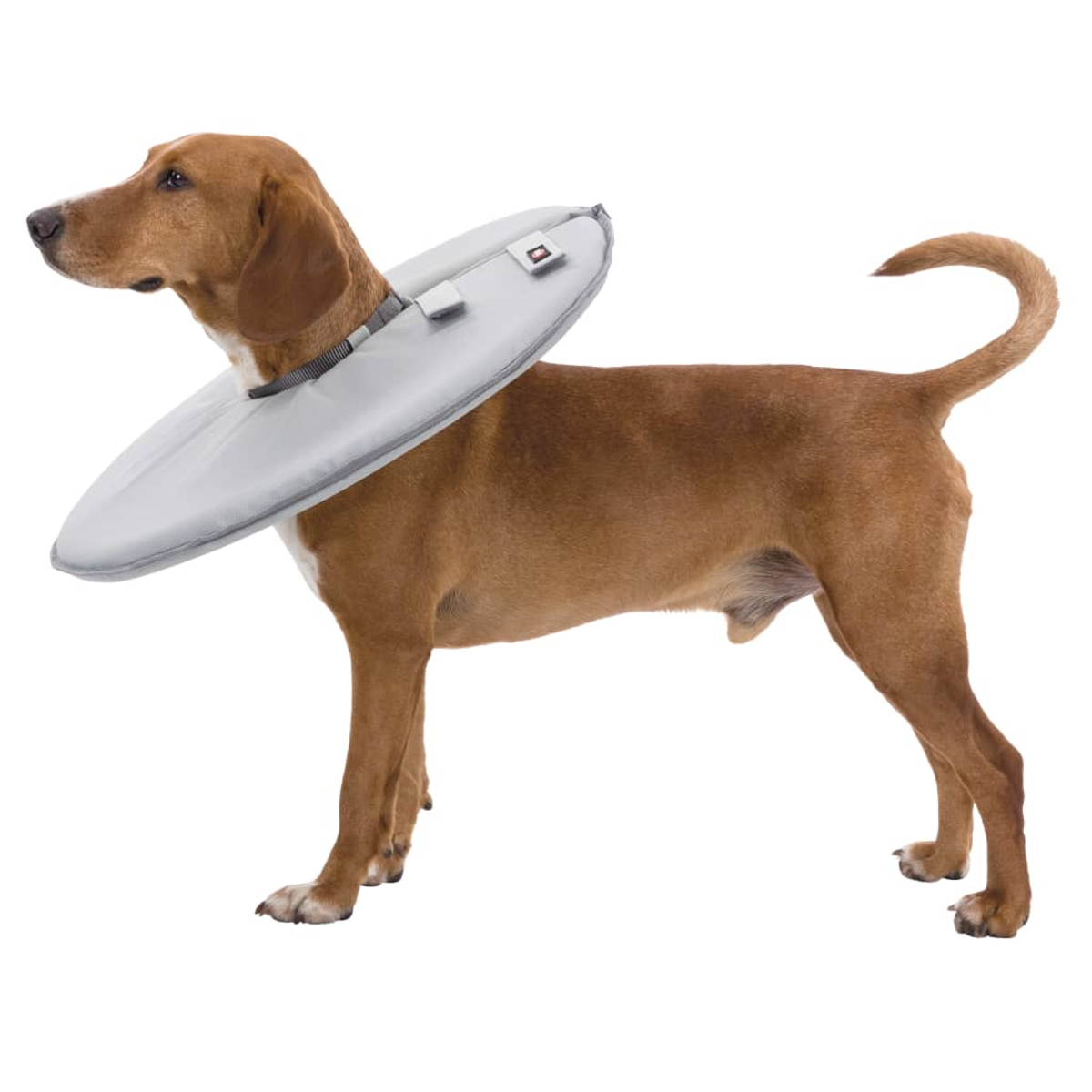 Un perro marrón con un collar inflable se alza sobre fondo blanco.