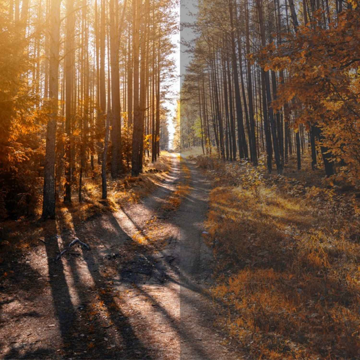 Waldweg mit Bäumen im Herbstlicht, Schatten fallen auf den Weg.