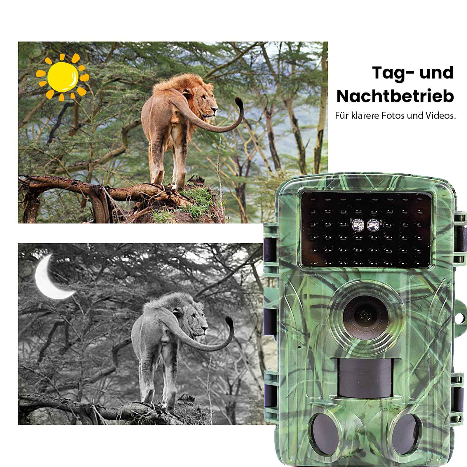 Löwe auf einem Ast, Tag und Nachtaufnahmen, Überwachungskamera.
