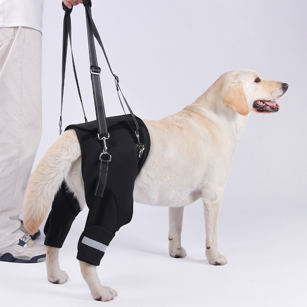 Ein Hund trägt eine schwarze Hebehilfe um die Hüften und Beine.