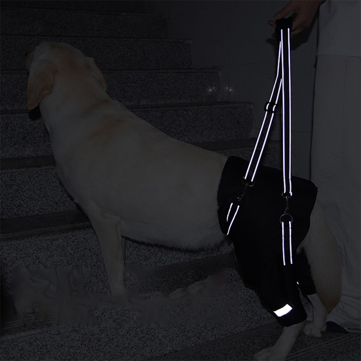 Ein heller Hund auf dunklen Treppen, mit einem schwarzen Geschirr mit Reflektoren.
