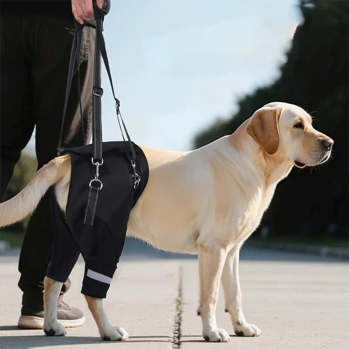Ein Mann führt einen Labrador mit einer schwarzen Stützhose an der Leine.