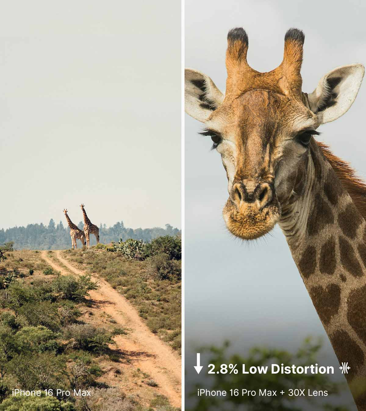 Two giraffes on a hill, close-up of a giraffe face, 2.8% low distortion.