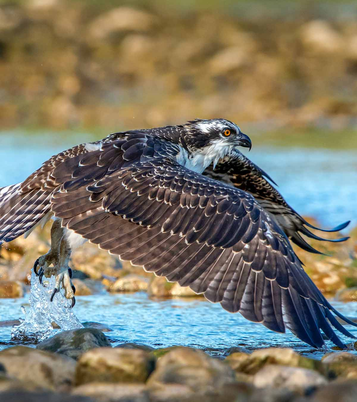 An osprey flies out of the water, its talons grasping for prey.