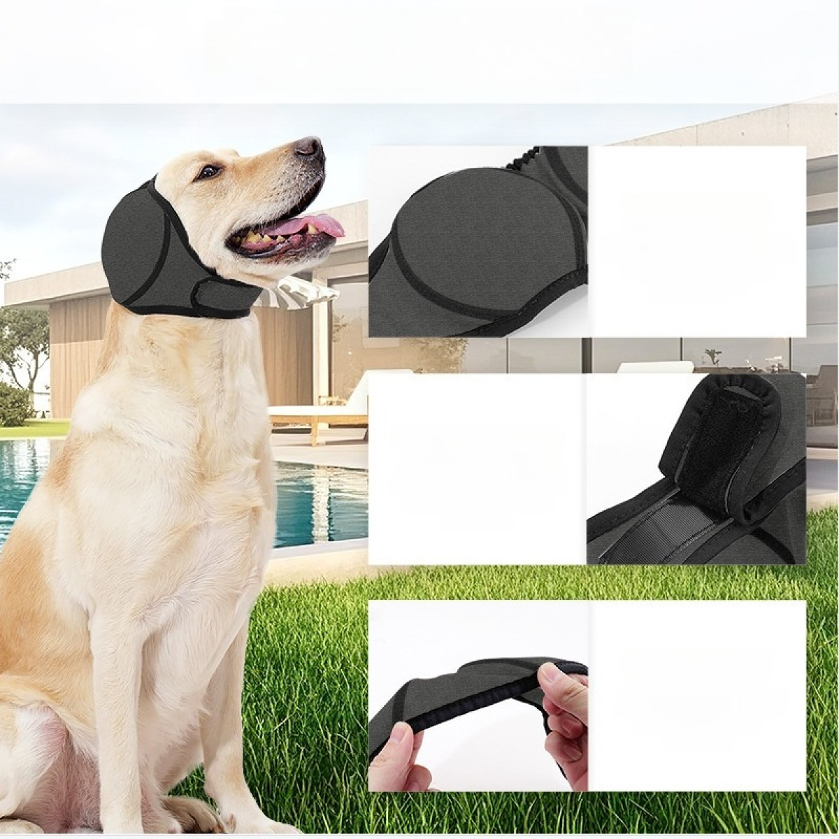 A dog wears a black head protector in front of a modern house with a pool.