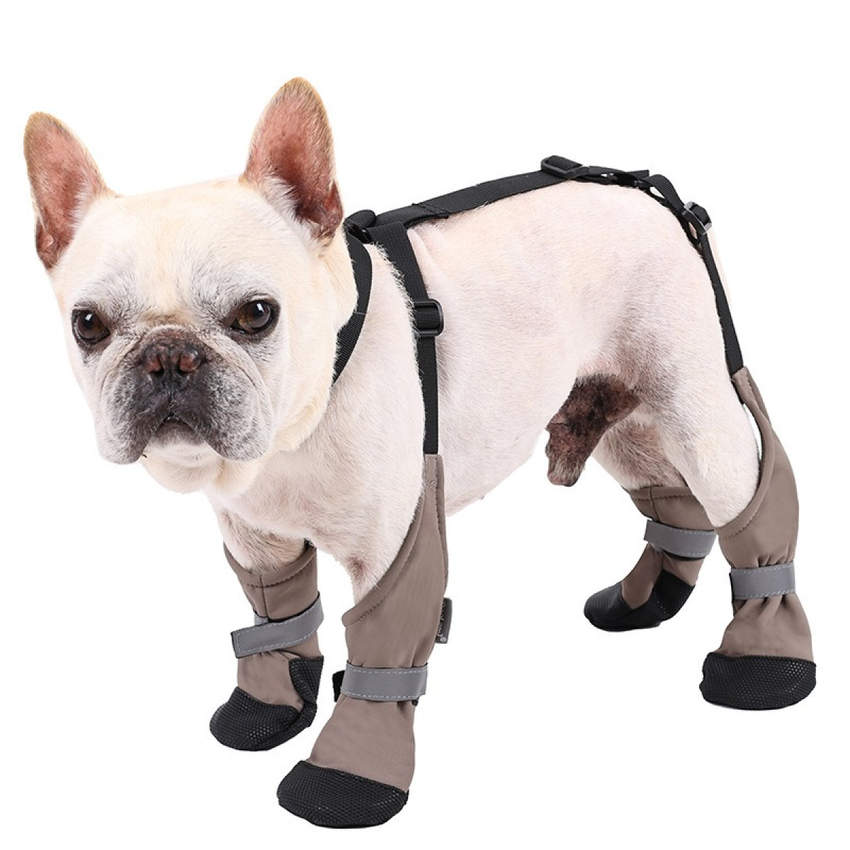Jasny buldog francuski w szelkach i ochraniaczach na nogi.