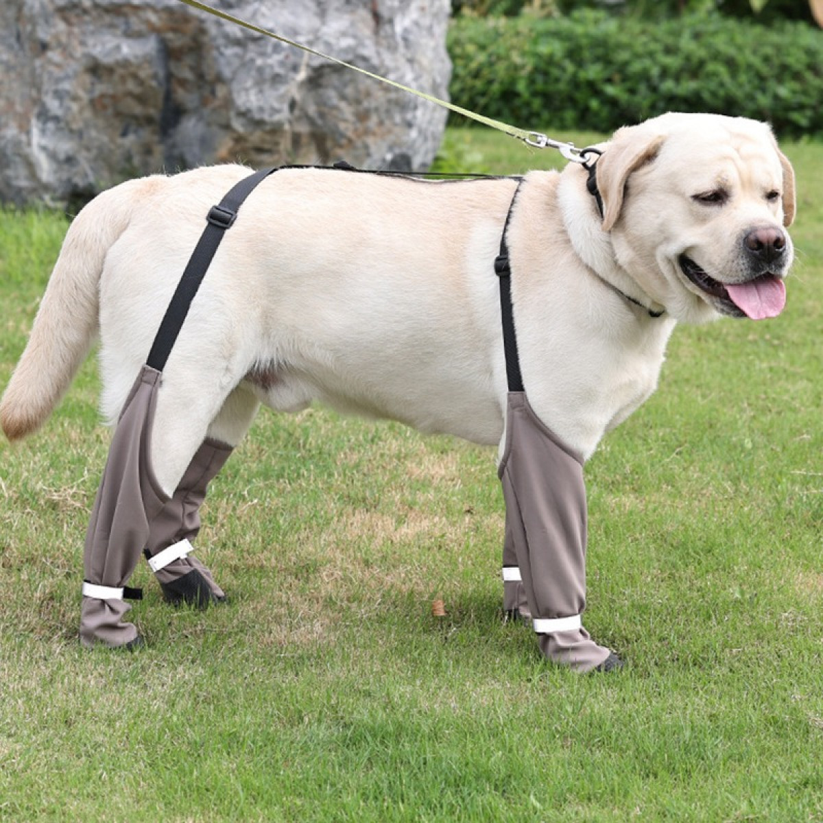 Jasny Labrador w uprzęży i ochraniaczach na nogi stoi na trawie.