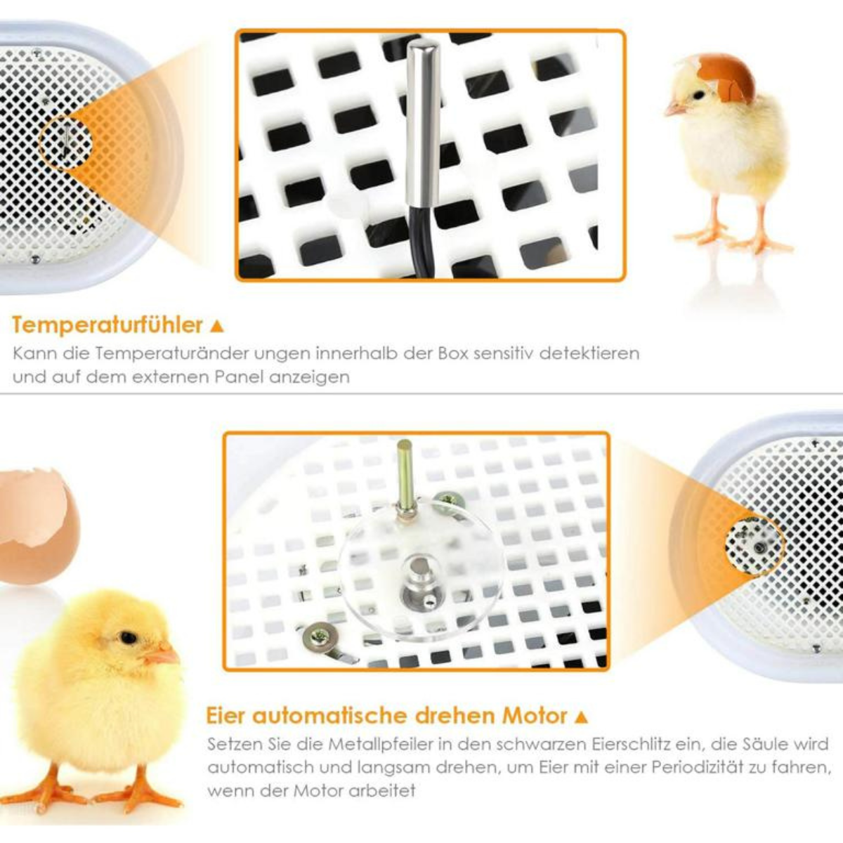 Ein Küken mit Eierschale auf dem Kopf und ein Thermometer in einem Inkubator.