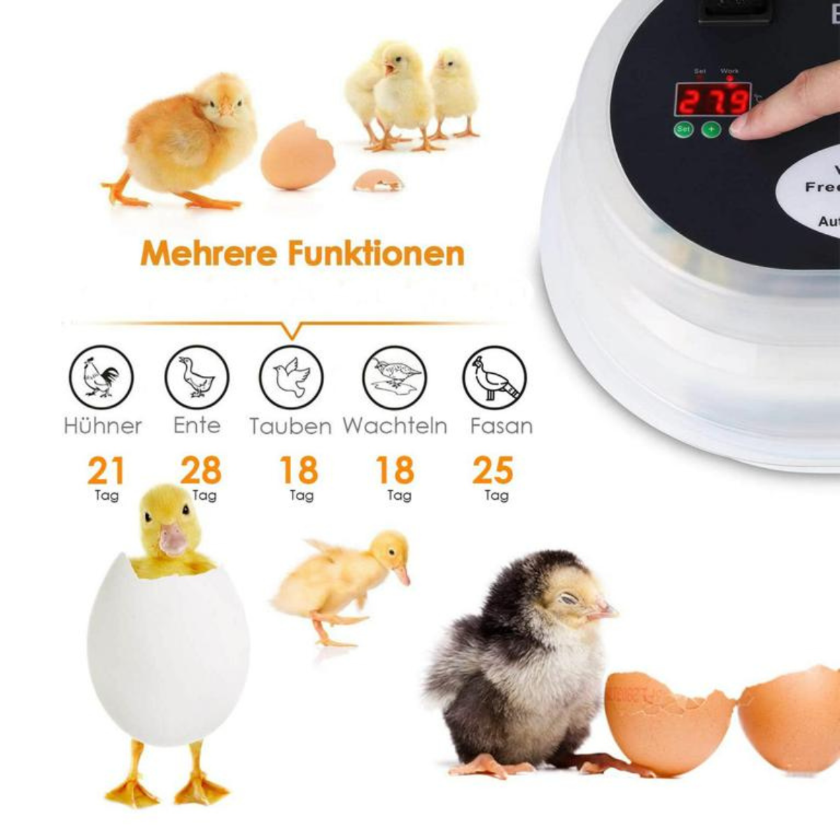 Küken, Entenküken, und Küken mit Eierschalen, daneben eine Brutmaschine.