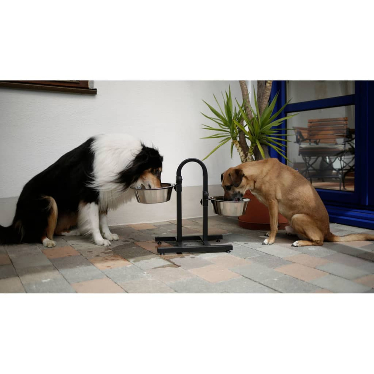 Due cani mangiano da ciotole su un supporto.