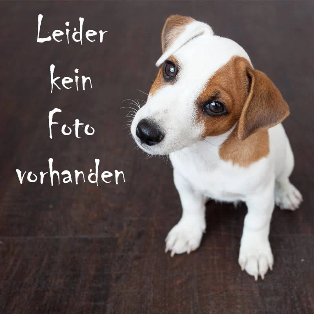 Un Jack Russell Terrier se sienta en un suelo de madera oscura.