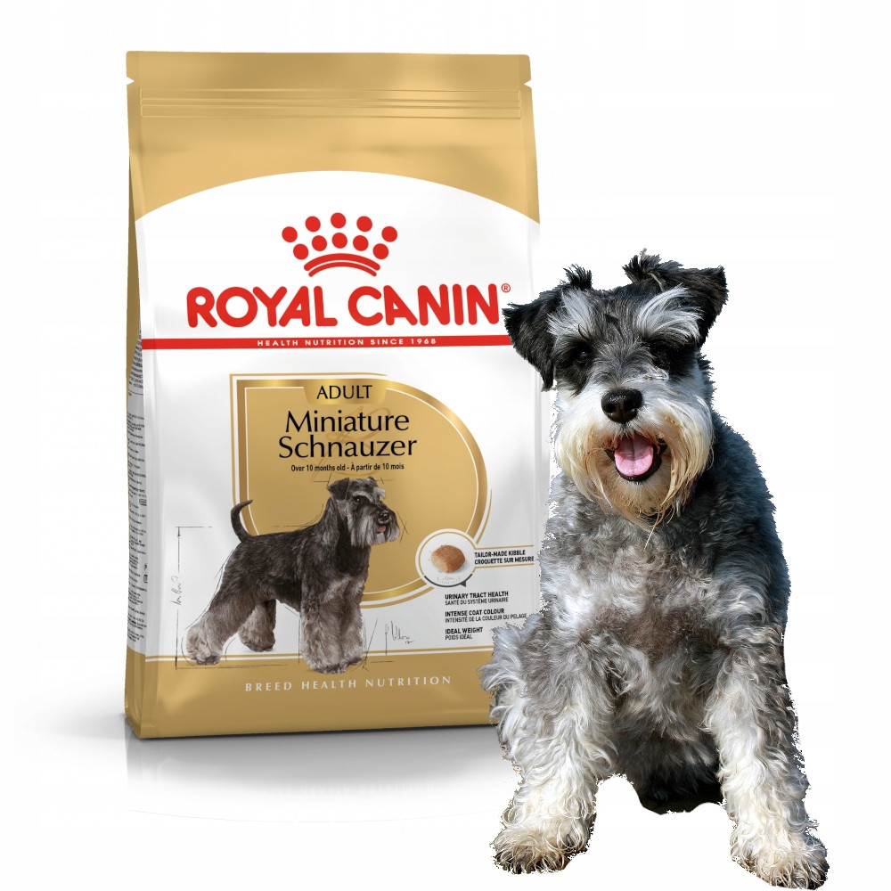 Worek Royal Canin dla Miniature Schnauzer i pies przed nim.