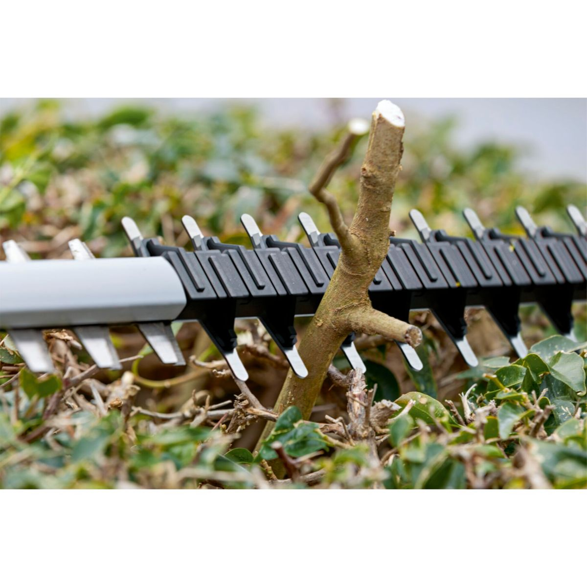 Gros plan d'une lame de taille-haie coupant une branche. Feuillage vert.
