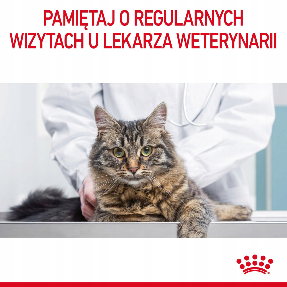 Kot leży na stole weterynaryjnym, za nim stoi lekarz weterynarii w białym fartuchu.