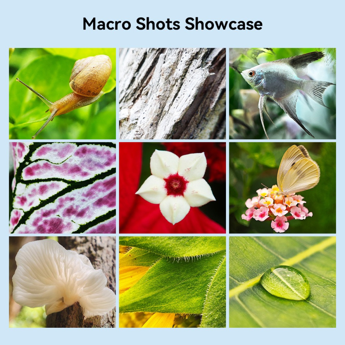 Collage aus neun Makroaufnahmen von Natur. Enthält Schnecke, Baumrinde, Fisch, Pflanze, Blume, Schmetterling, Pilz, Sonnenblume und Wassertropfen.