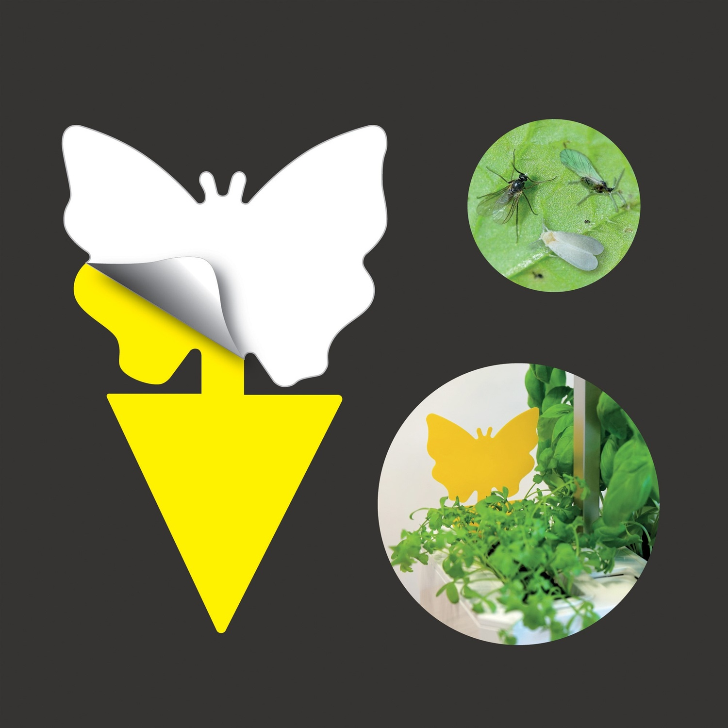 Gelber Schmetterlings-Köder mit Insekten auf einem Blatt und in einer Pflanze.