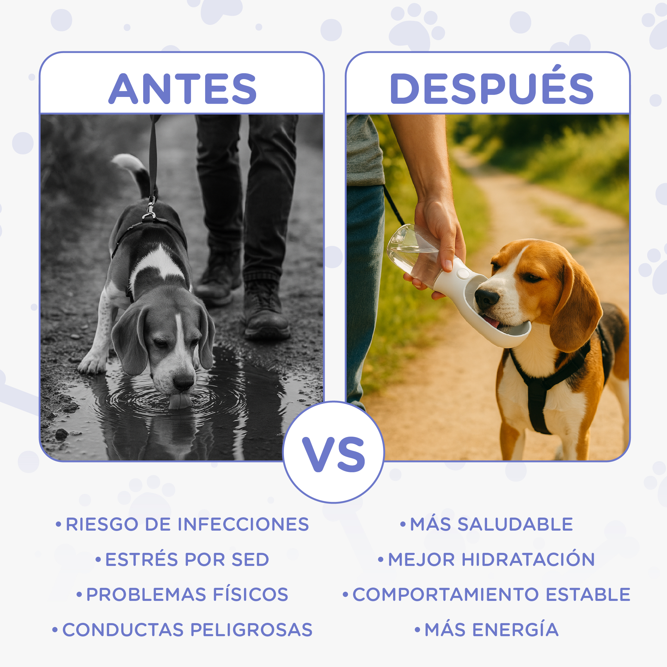 Comparación antes/después: Perro bebe de charco vs. perro bebe de botella portátil.