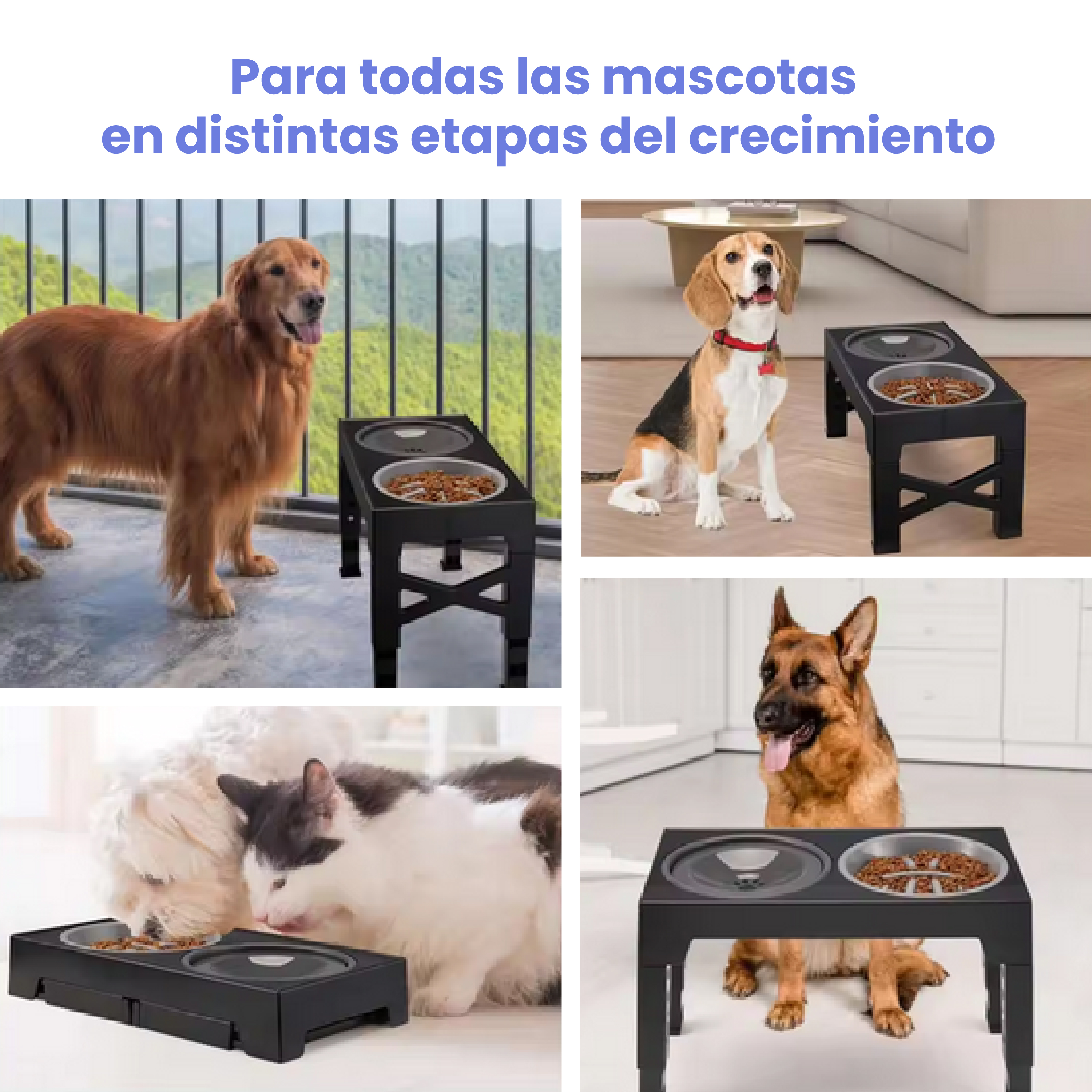 Cuatro perros y un gato comen de cuencos elevados en varios entornos.