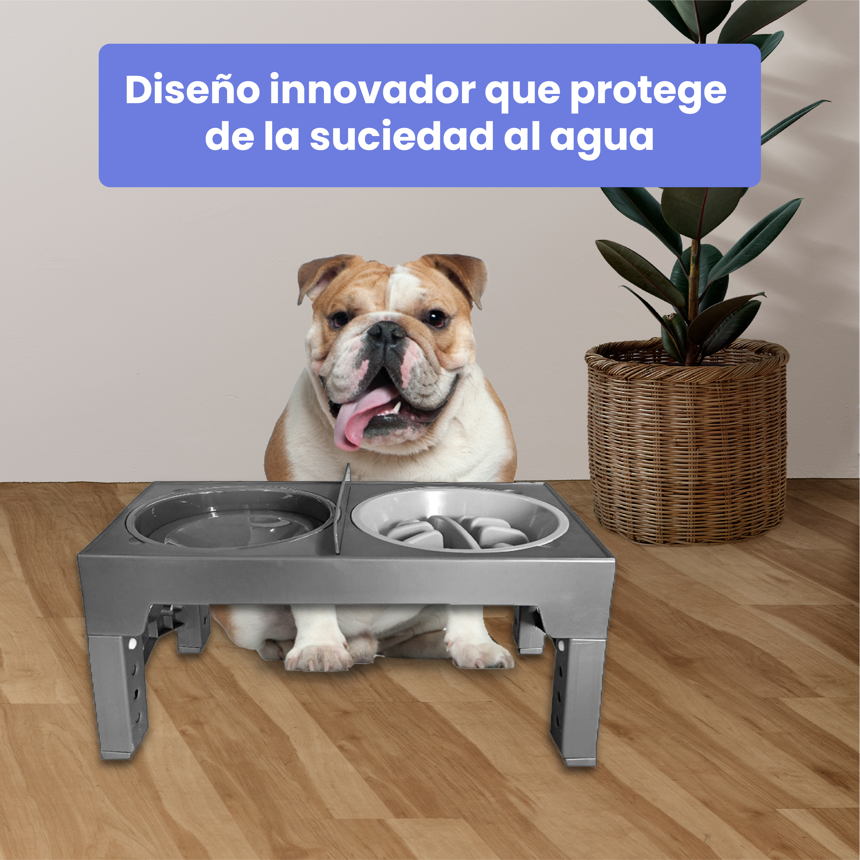 Un bulldog se sienta detrás de un comedero elevado en suelo de madera. Una planta a la derecha.