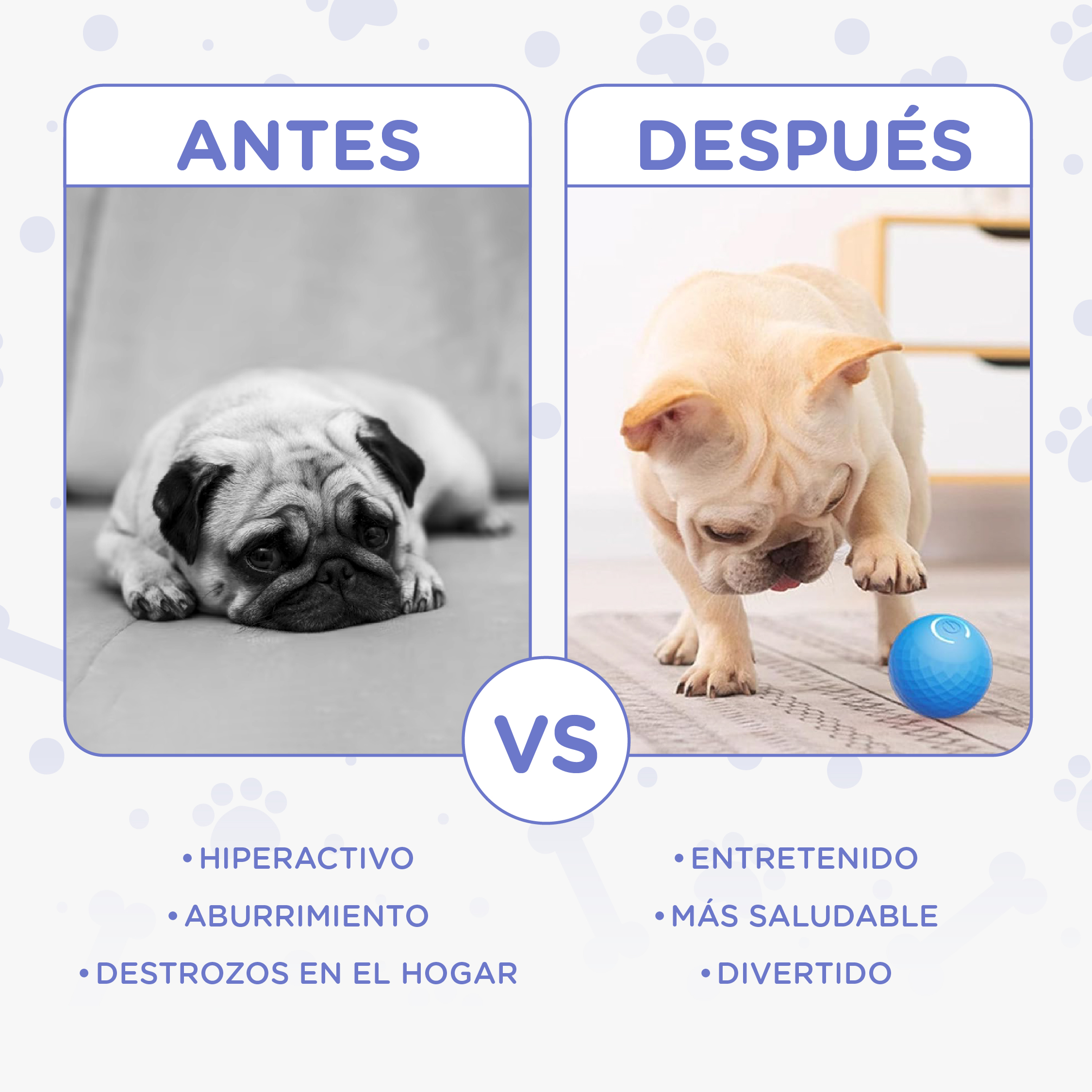 Antes: Pug yace triste. Después: Bulldog francés juega con pelota azul.
