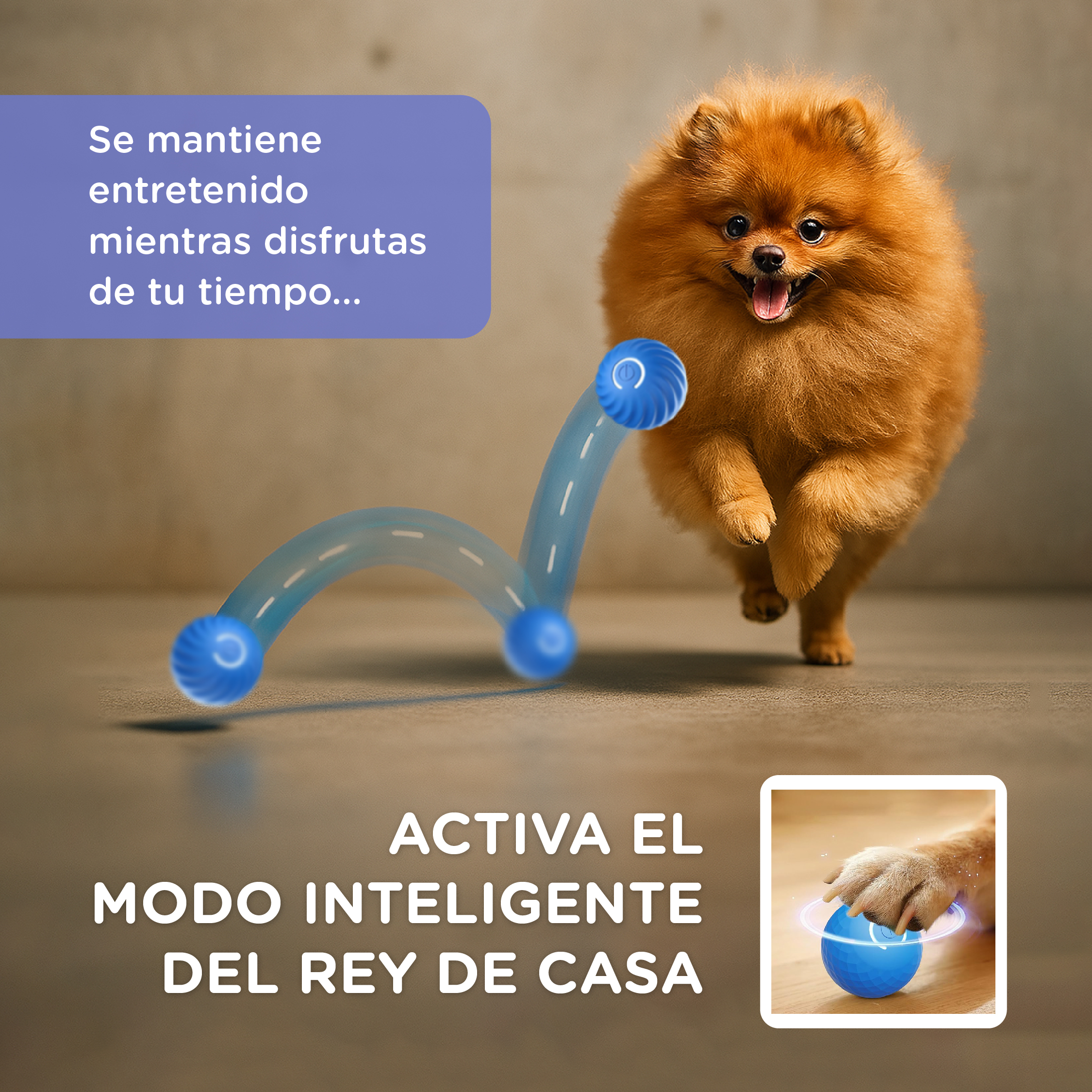 Un Pomerania naranja corre sobre un suelo de madera, una pelota azul con efecto de luz.