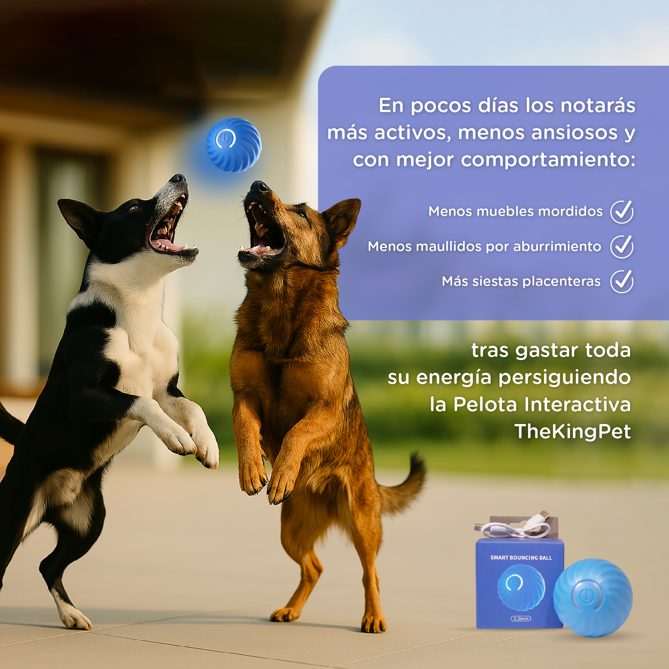Dos perros saltan tras una pelota azul. Un paquete de producto está en primer plano.