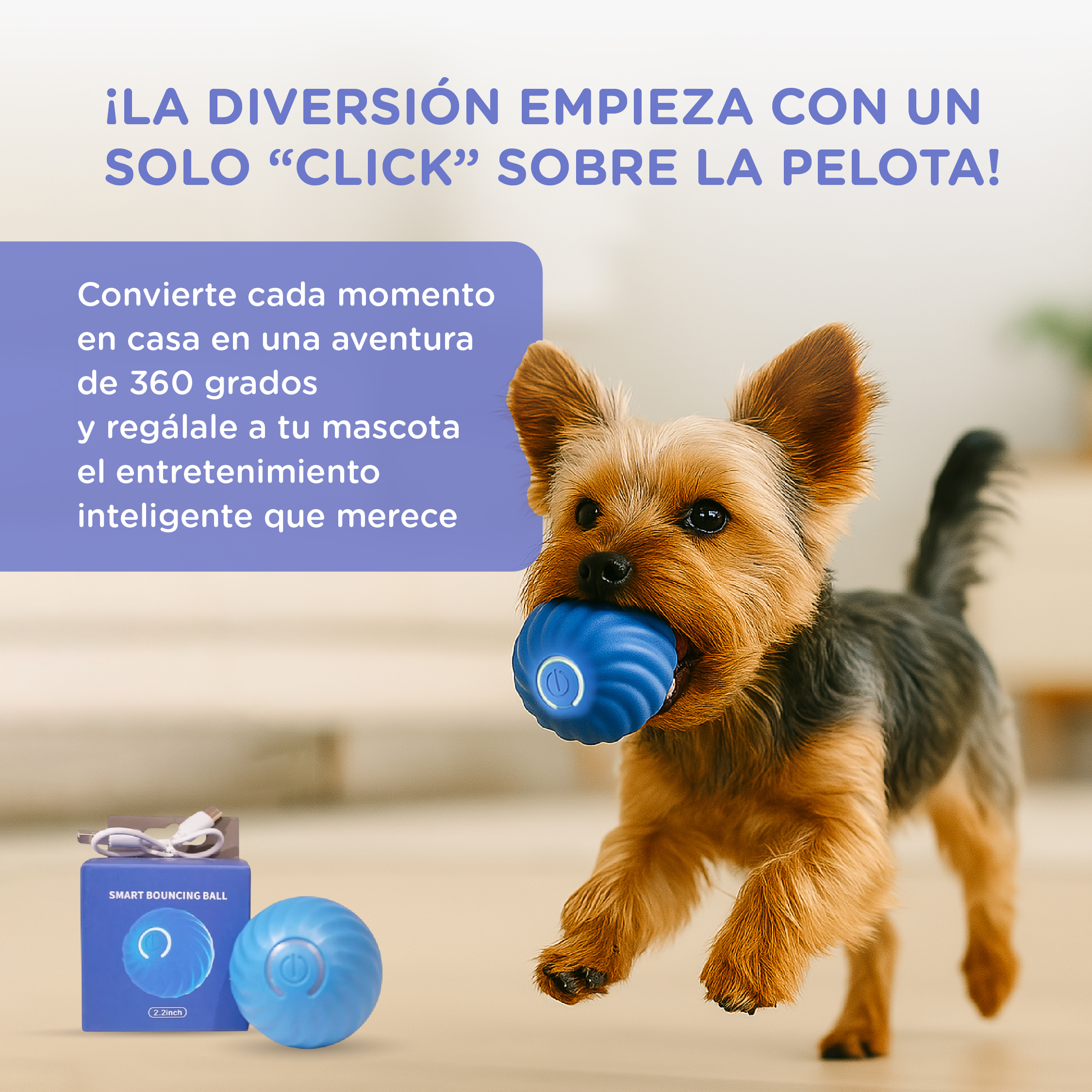 Un Yorkshire Terrier sostiene una pelota azul en su boca. Una caja y una pelota están al lado.