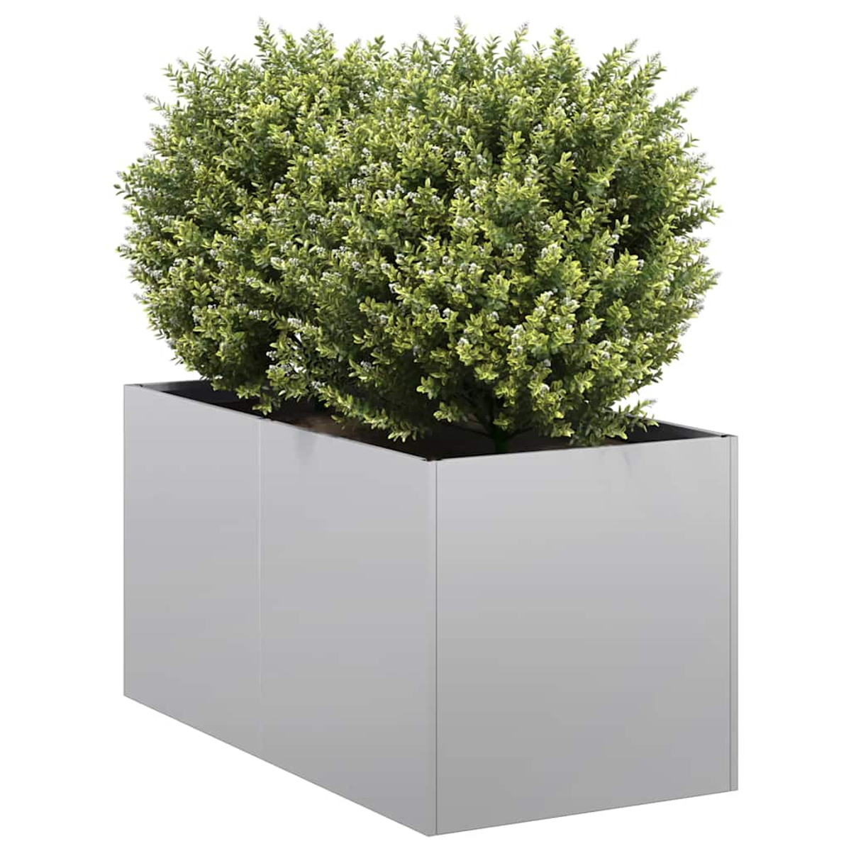 Ein grüner Strauch mit kleinen weißen Blüten in einem rechteckigen, silbernen Pflanzkübel.