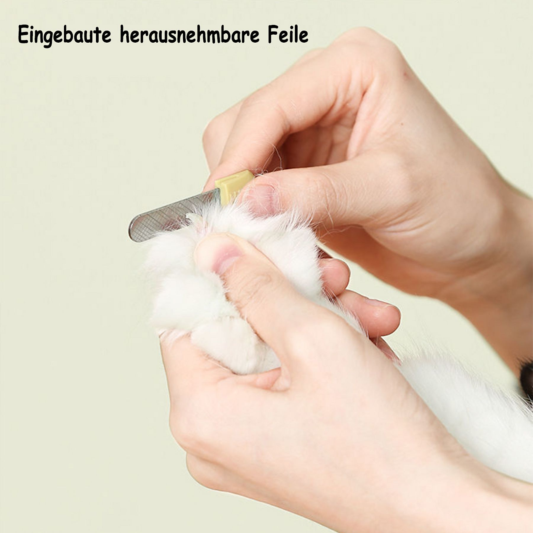 Hände trimmen die weiße Pfote eines Tieres mit einer Nagelfeile.