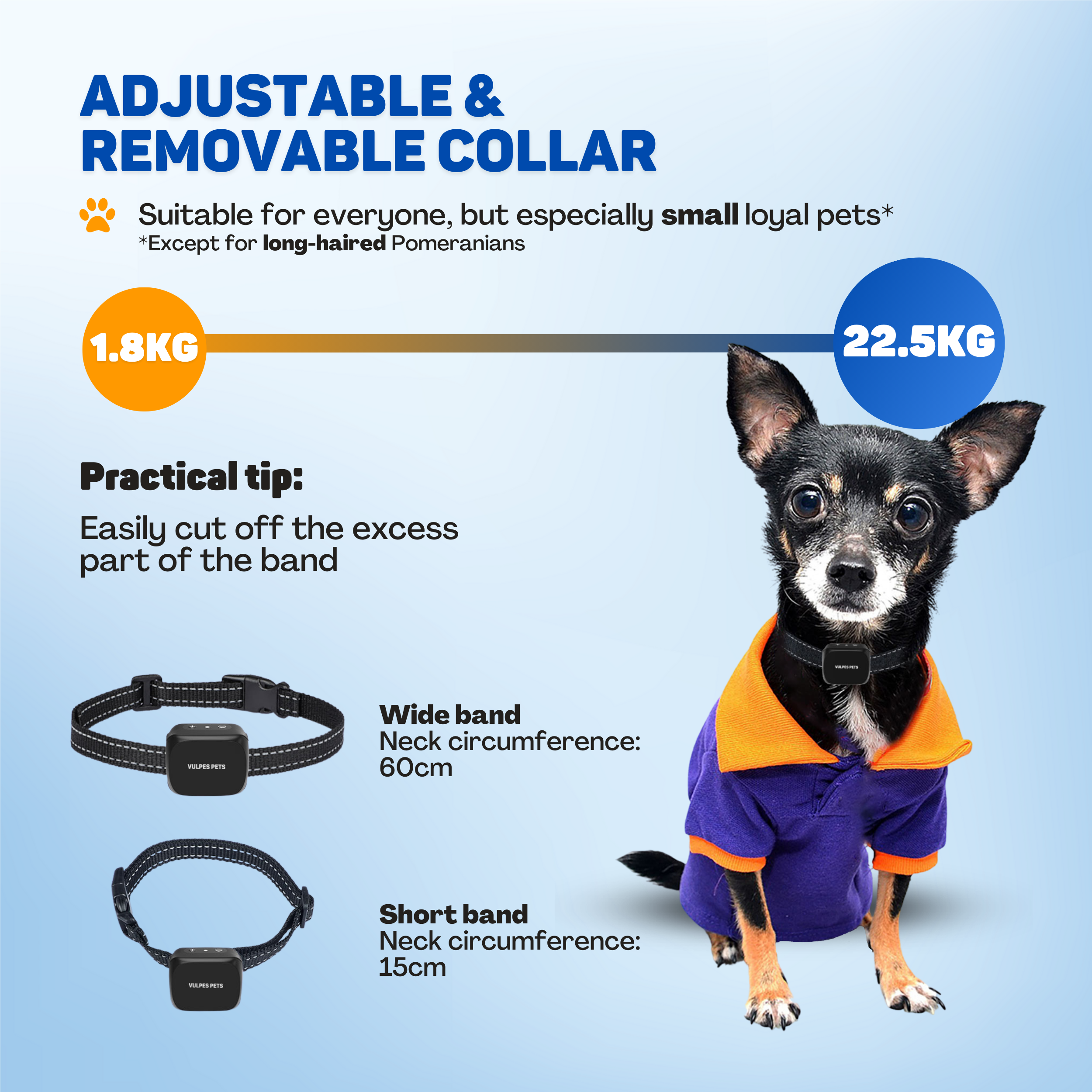 A small dog wears a purple sweater with an orange collar and a neckband.