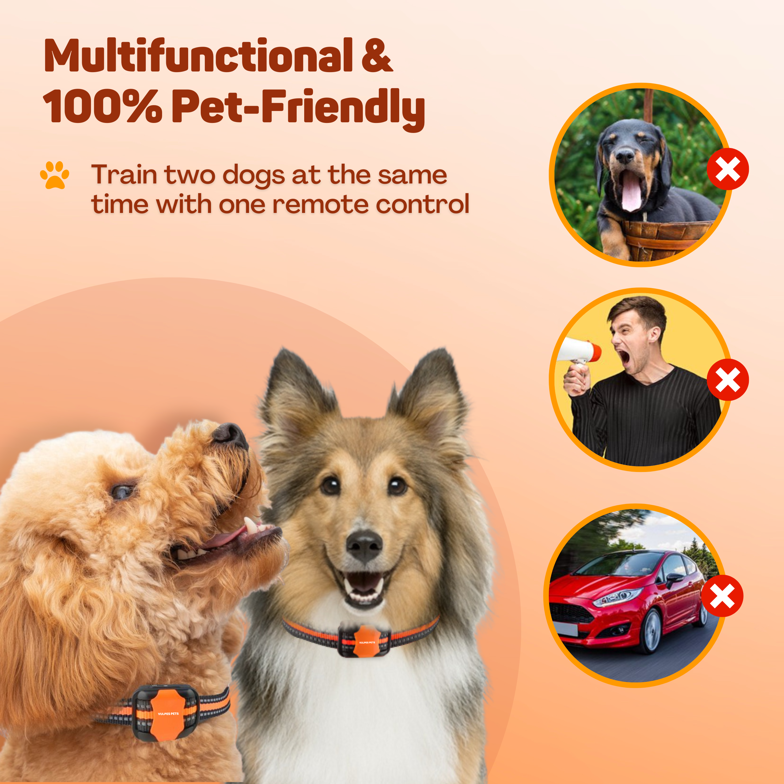 Two dogs wearing collars against an orange background.
