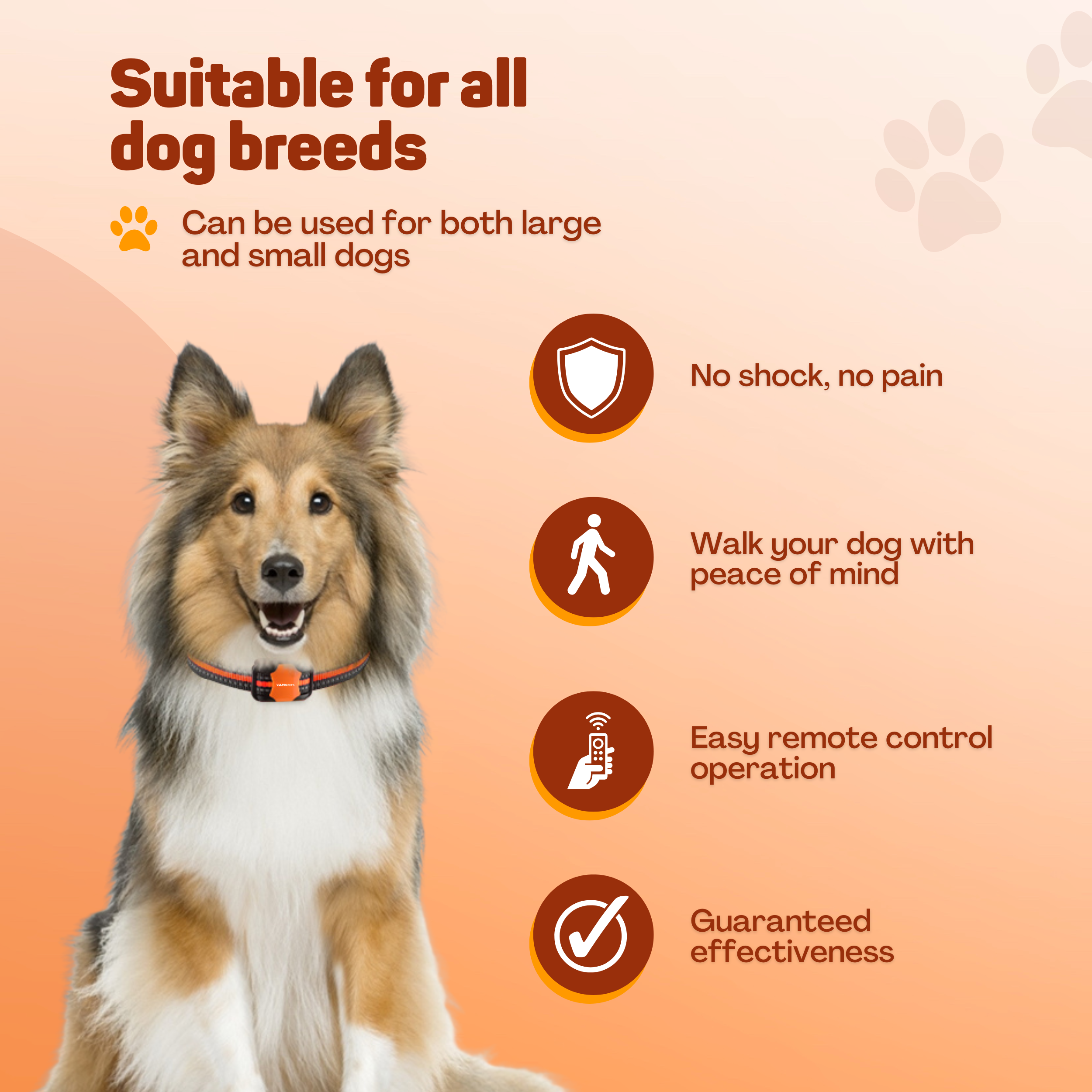 A dog wears a collar. Suitable for all breeds. No shock.