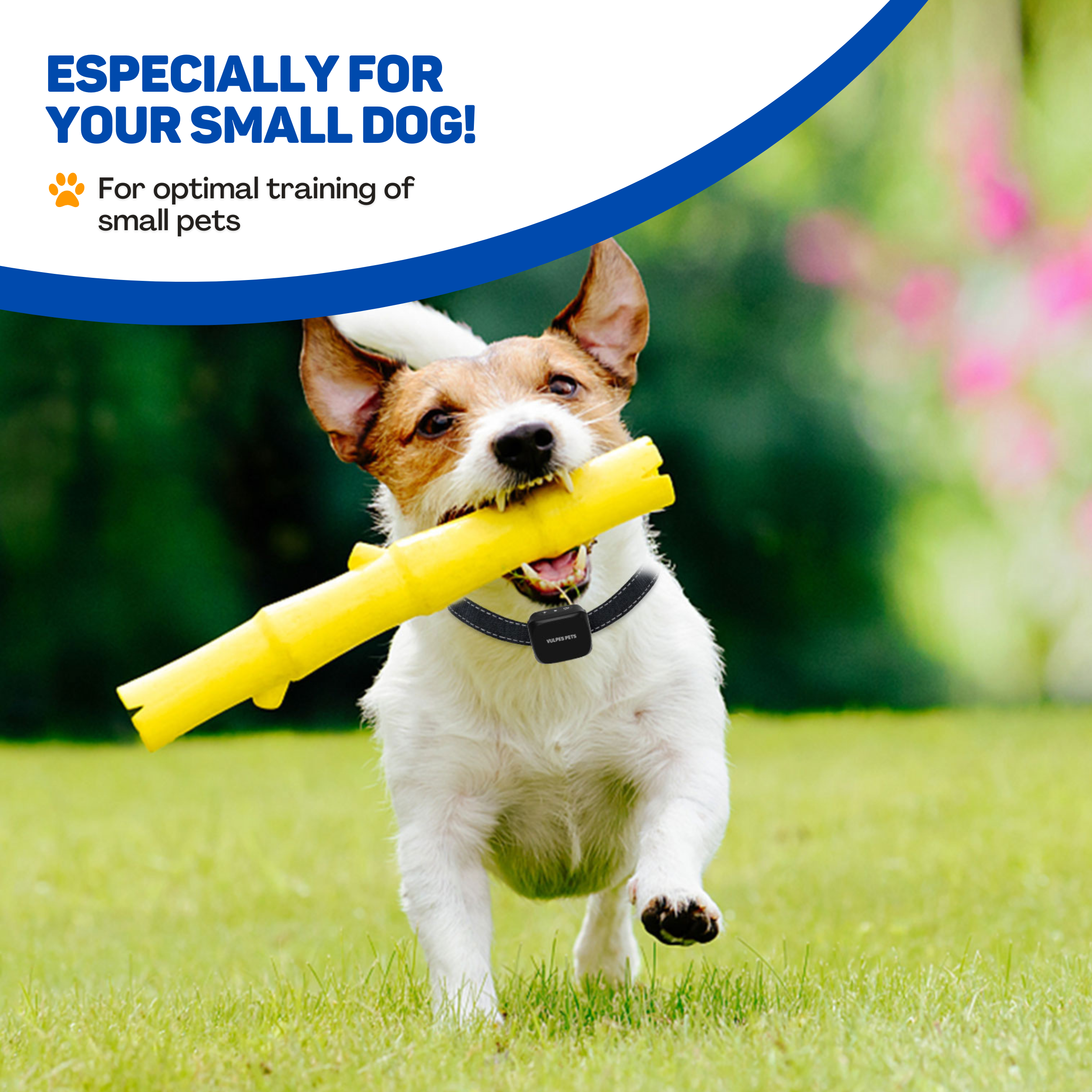 A small dog runs on green grass, holding a yellow toy in its mouth.