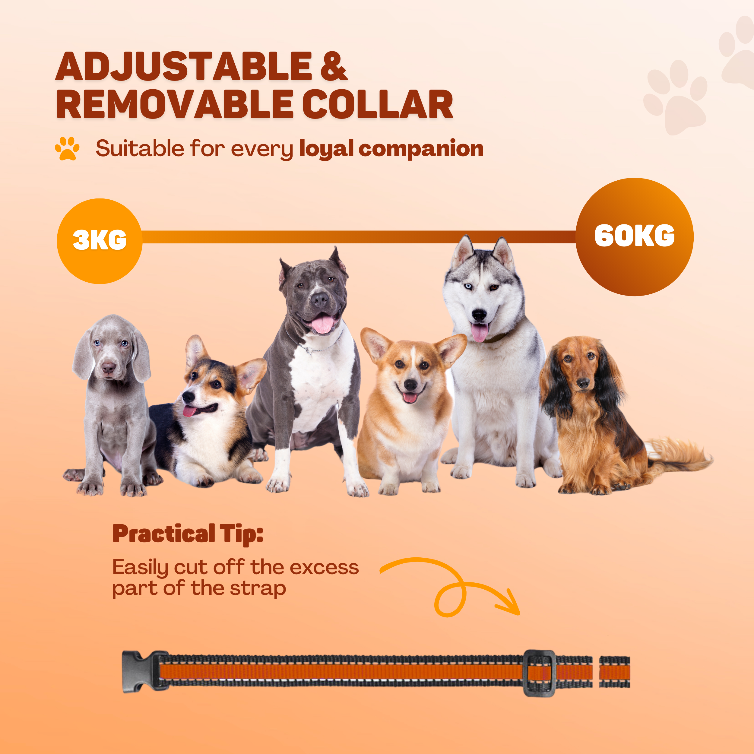 Six dogs of various breeds stand side-by-side. Adjustable collar display.