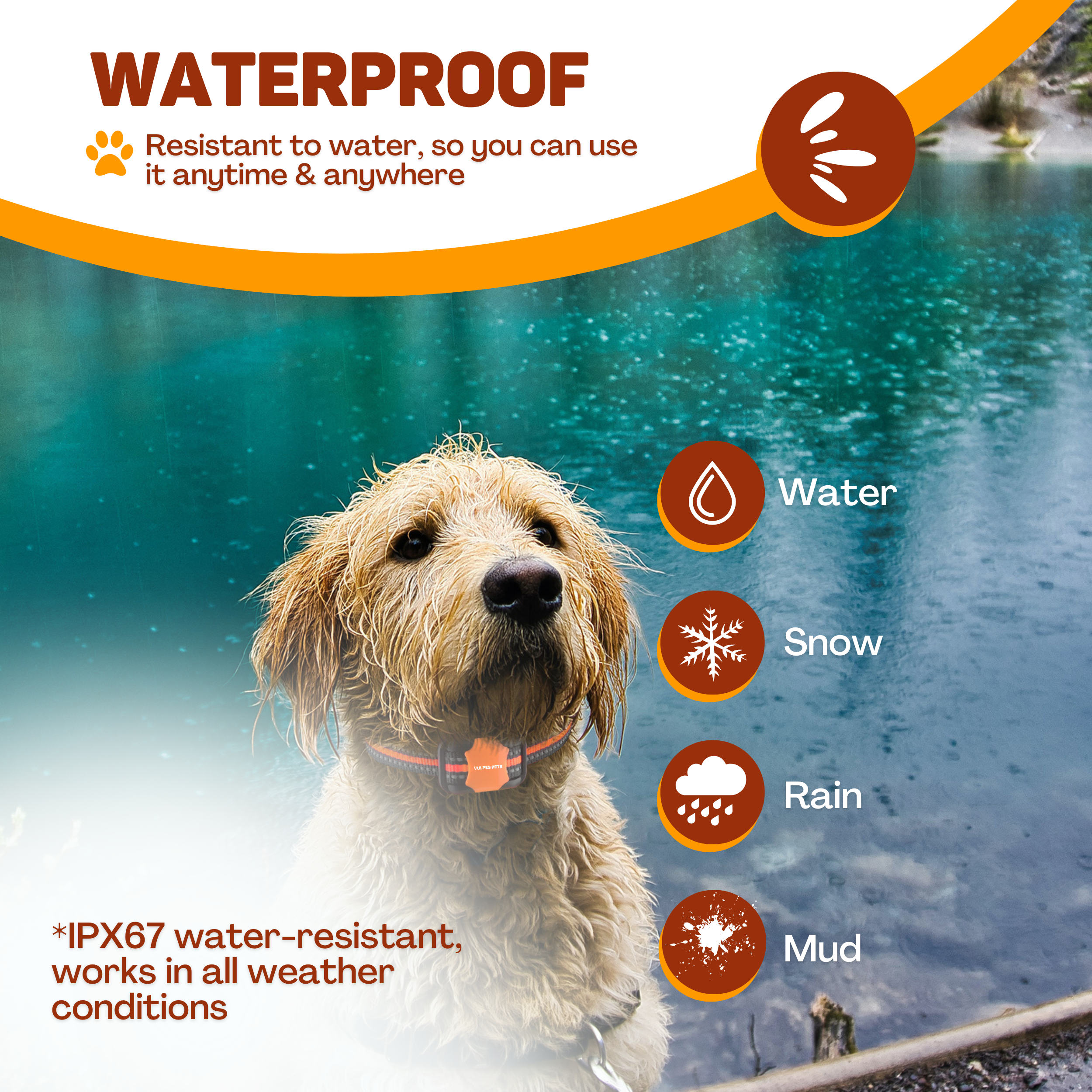 A wet dog stands by the water. It is waterproof.