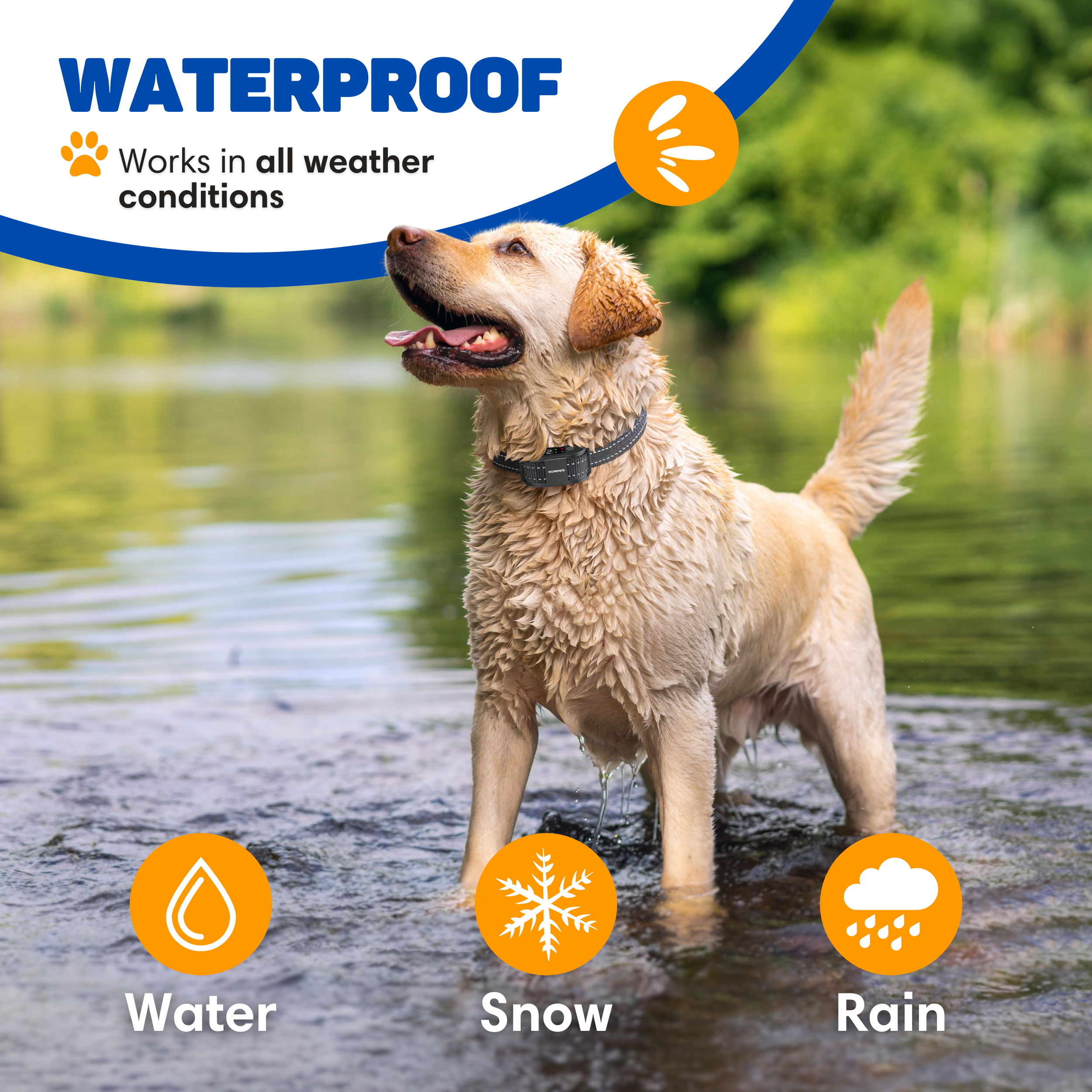 A wet Labrador dog stands in water wearing a collar.
