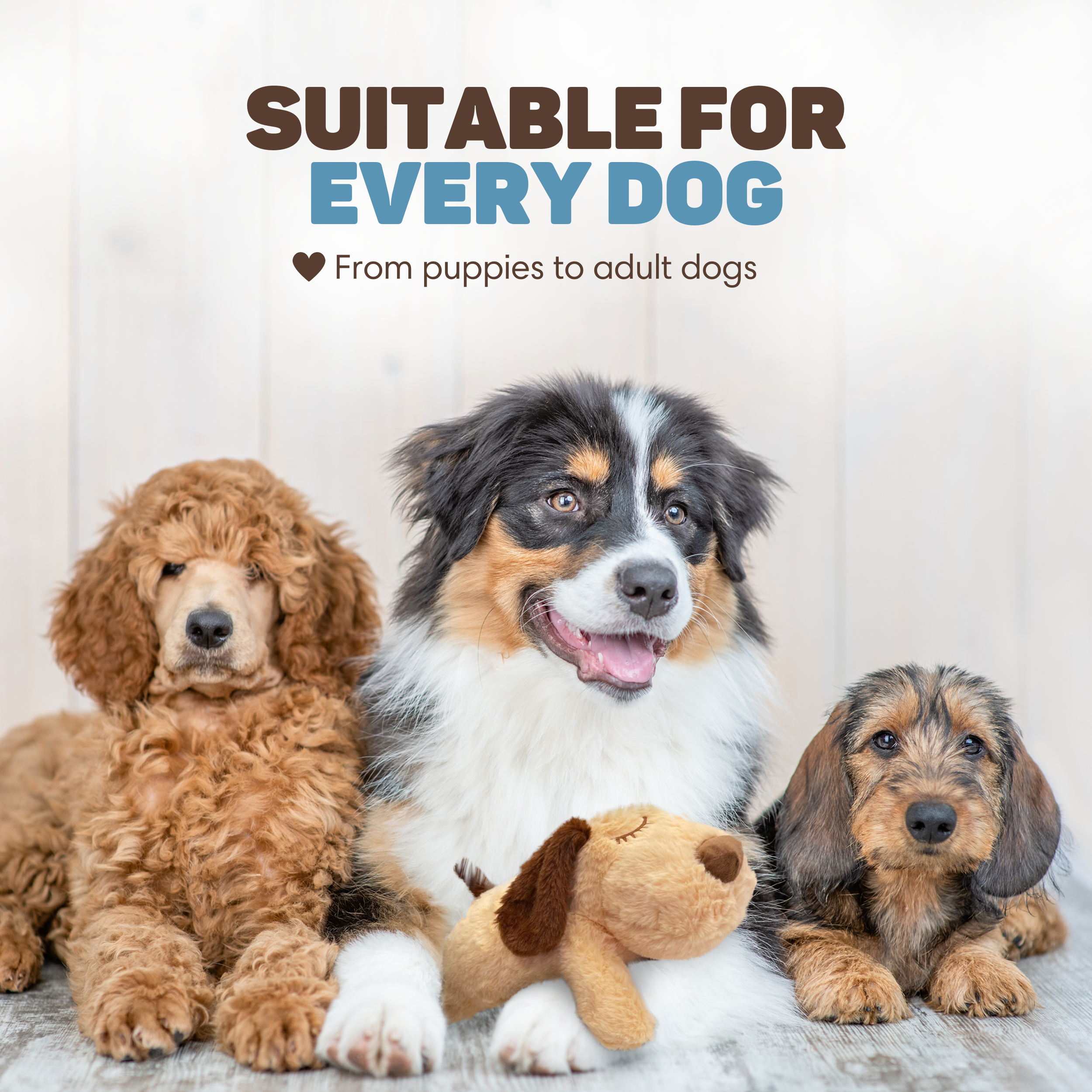 Three dogs lie on a wooden floor: a poodle, a mixed breed, and a dachshund.