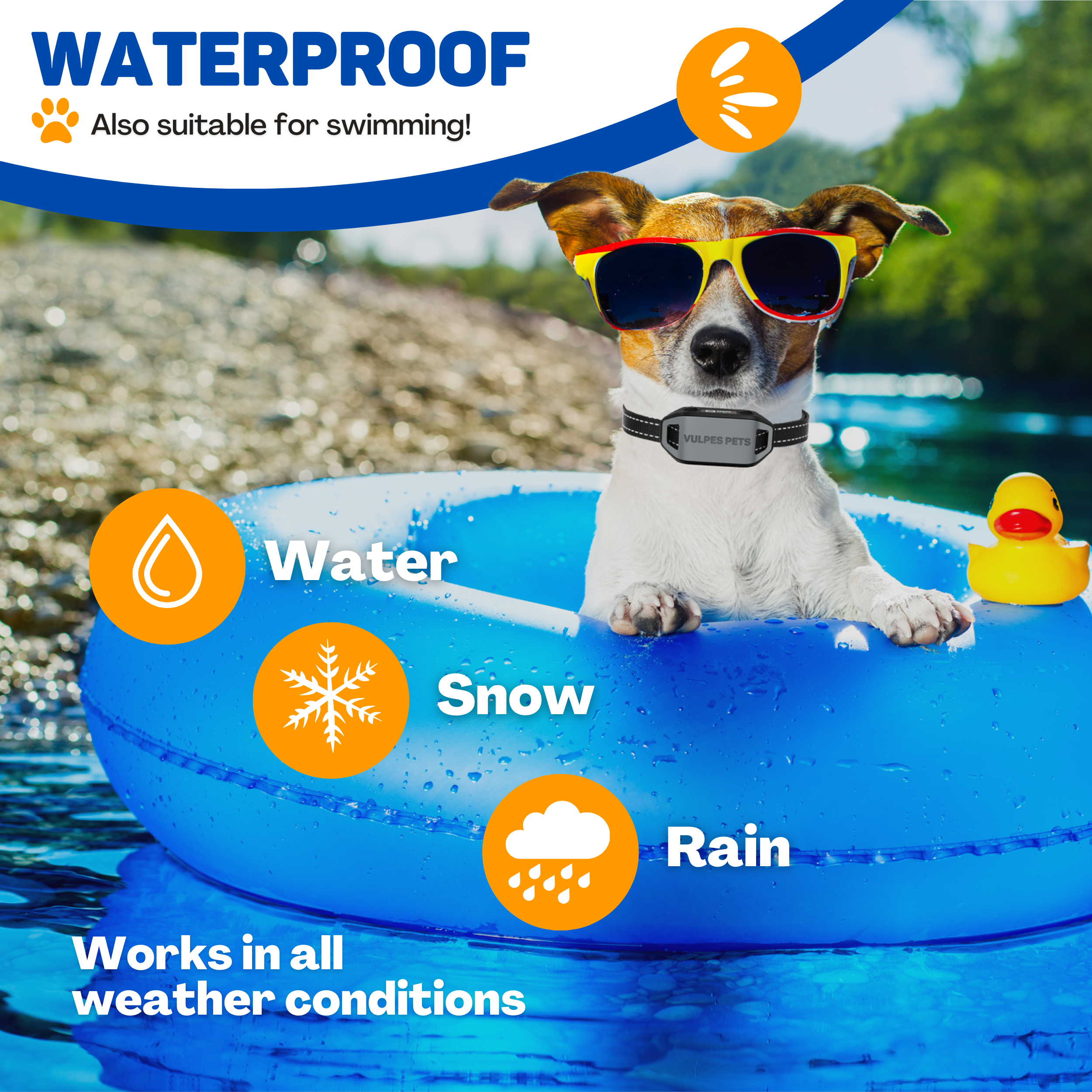 A dog wearing sunglasses floats in a blue ring.