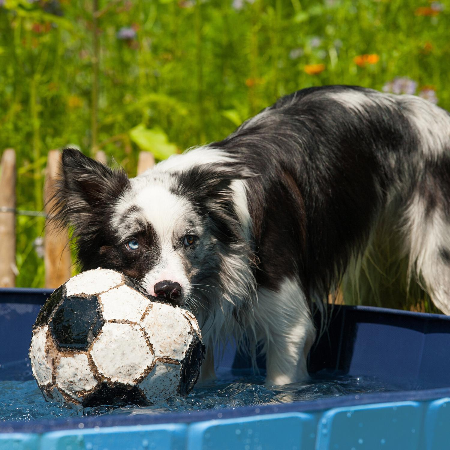 Un Border Collie con un balón de fútbol en una piscina azul.