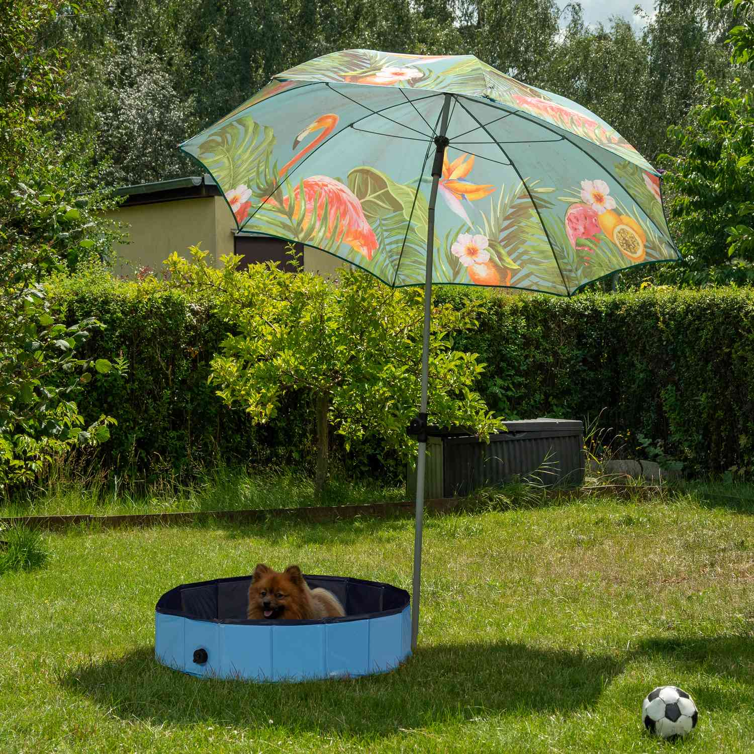 Un Pomerania se sienta en una piscina infantil azul bajo una sombrilla tropical.