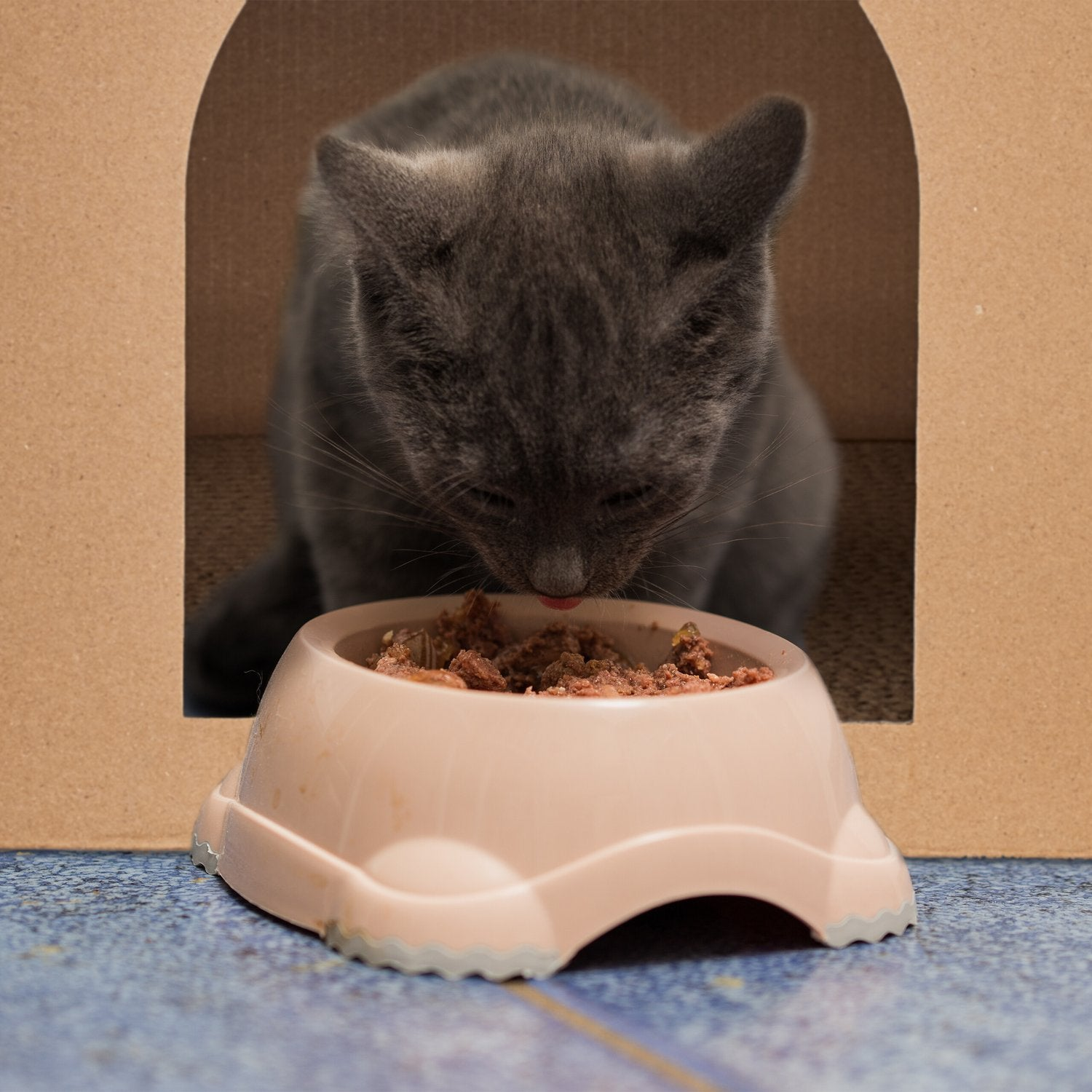 Gato gris come de cuenco rosa en caja de cartón.