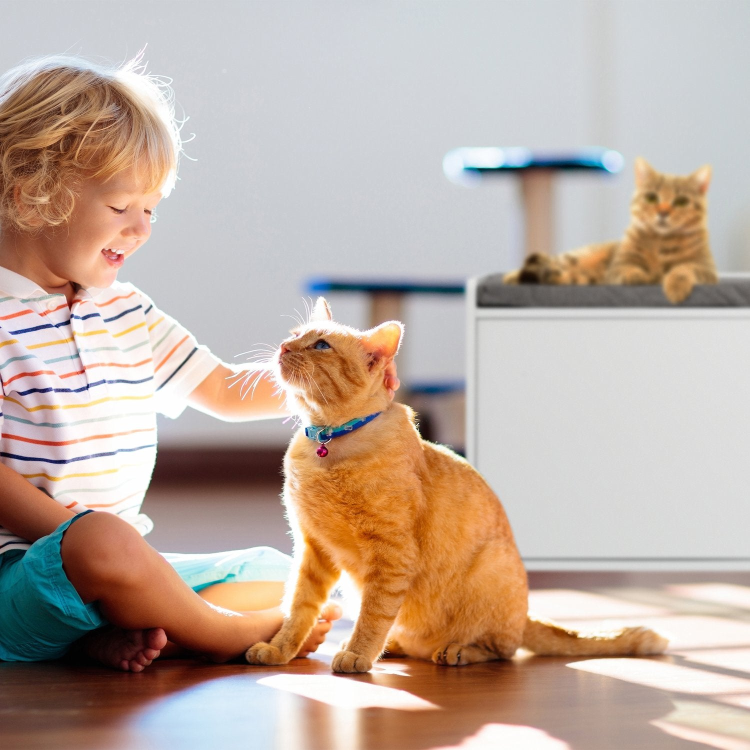 Un niño acaricia un gato naranja en el suelo. Un segundo gato yace al fondo.
